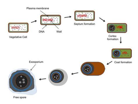 does autoclaving lyse spores|Isolating and Purifying Clostridium difficile Spores .